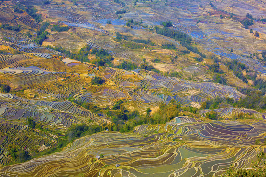 云南元陽梯田美麗壯觀的風(fēng)景