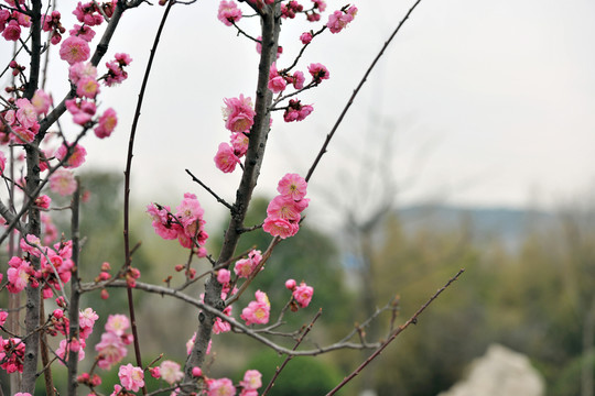 桃花盛開