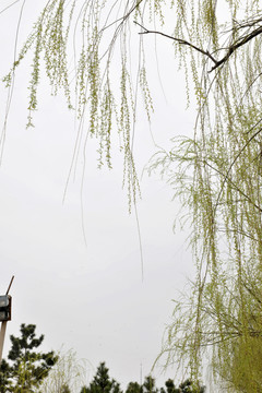 柳樹發(fā)芽