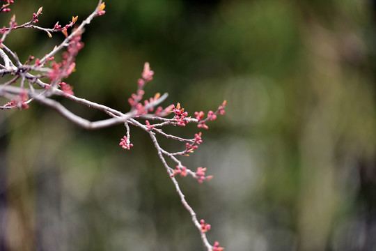 發(fā)芽