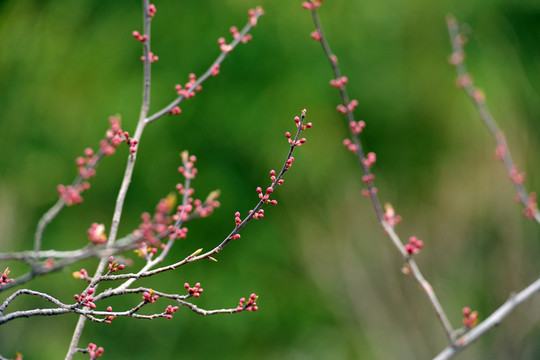 樹木發(fā)芽