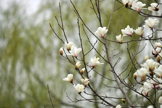 玉蘭樹  玉蘭花