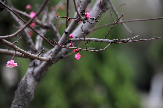 桃樹   桃花盛開