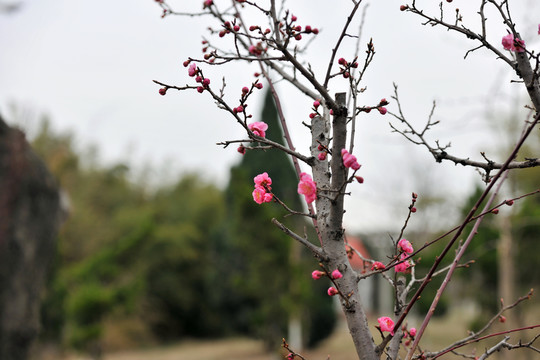 紅桃花  春天