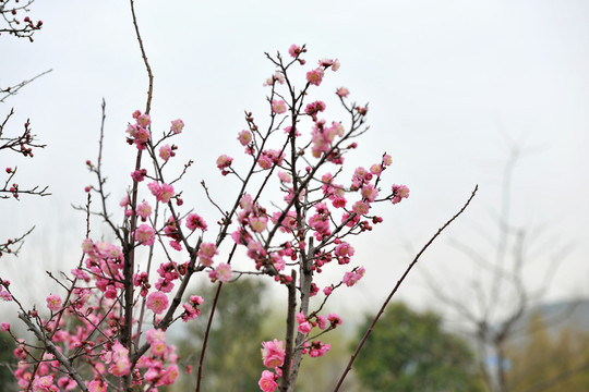 春天園林   桃花盛開(kāi)