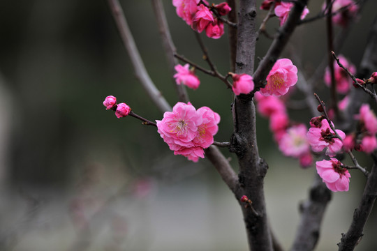 桃花素材
