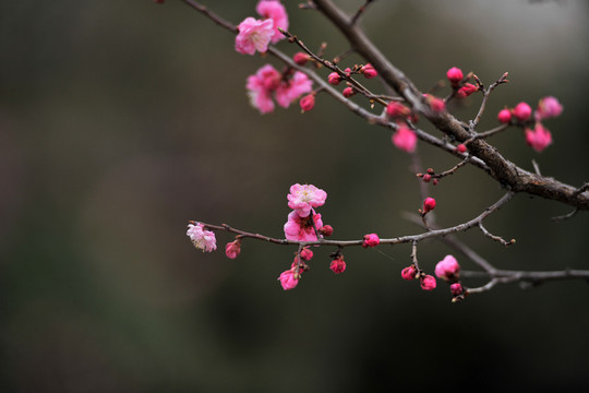 桃樹(shù)枝  桃花園