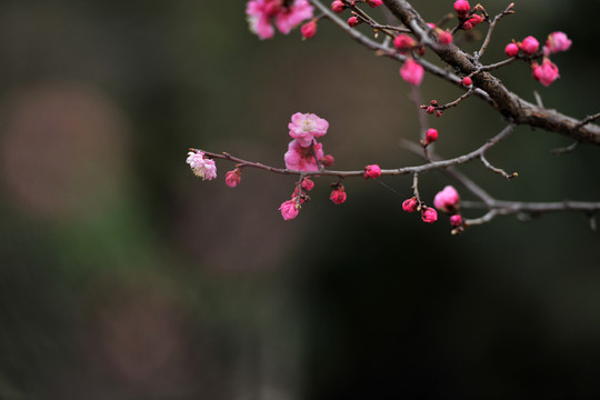 紅色花  花背景