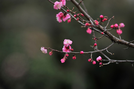 春天桃花