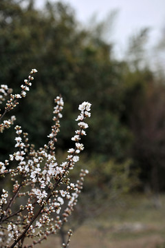 春天公園