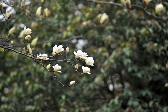 玉蘭花  春天花開