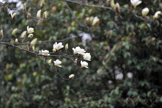 白色玉蘭花