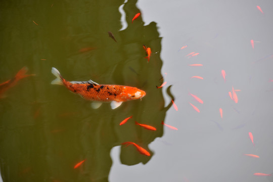 金魚  紅鯉魚