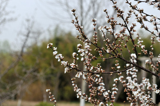 春暖花開  春天公園