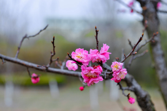 桃花