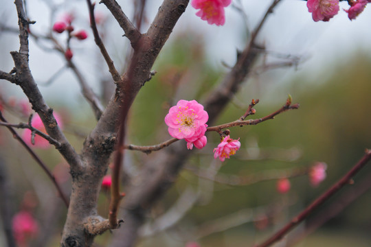春暖花開