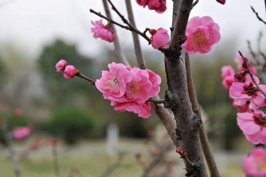桃花