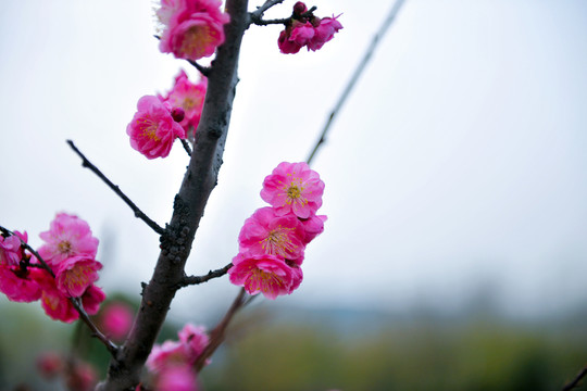 桃花