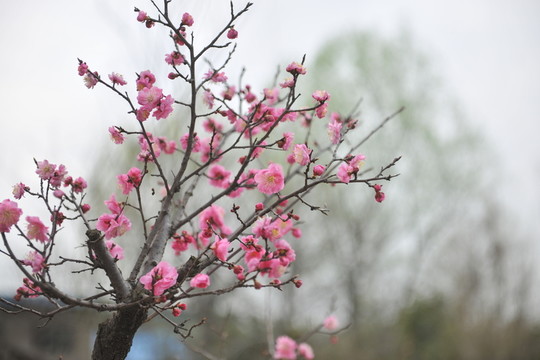 桃樹(shù)  桃花