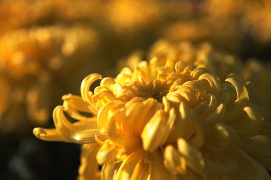 金菊