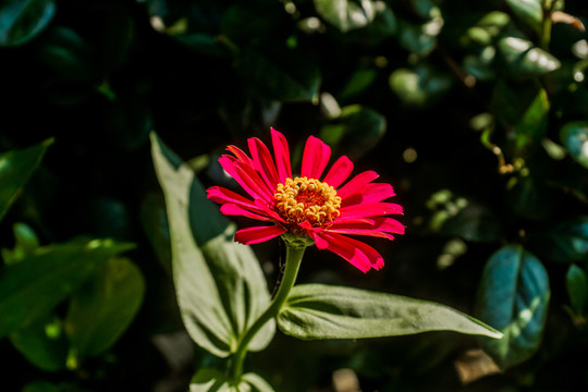 太陽花