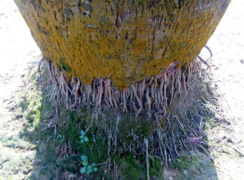 樹根