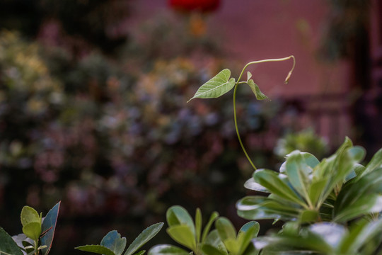 綠色植物