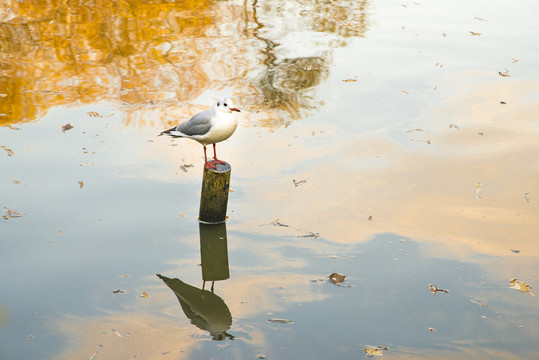 水鳥倒影