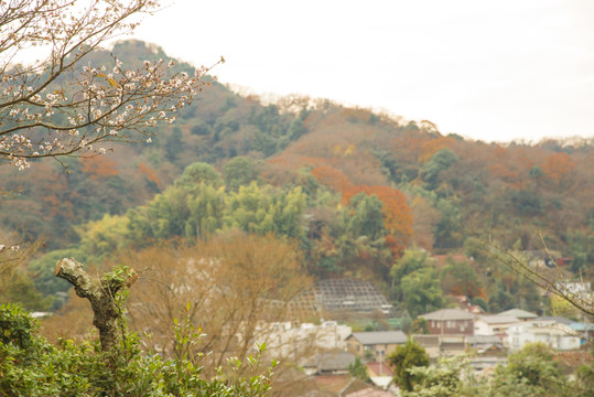 櫻花遠(yuǎn)山