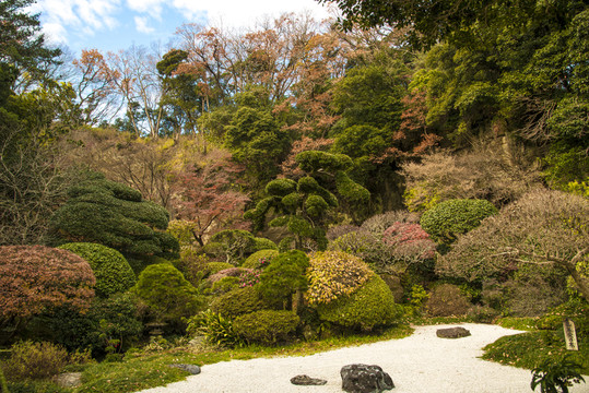 日式庭院植物