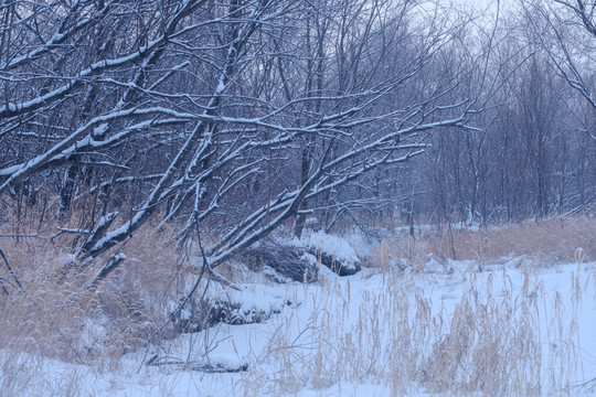 雪中枯枝