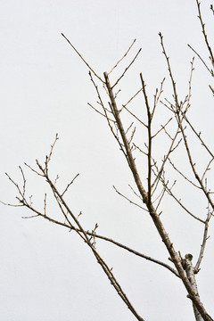 樹枝