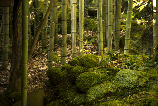 竹林苔蘚