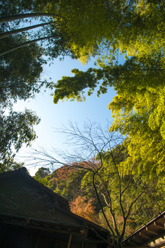 竹林深處