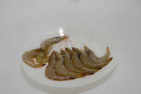 北美對(duì)蝦 大蝦 新鮮蝦