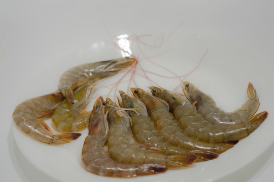 北美對(duì)蝦 大蝦 新鮮蝦