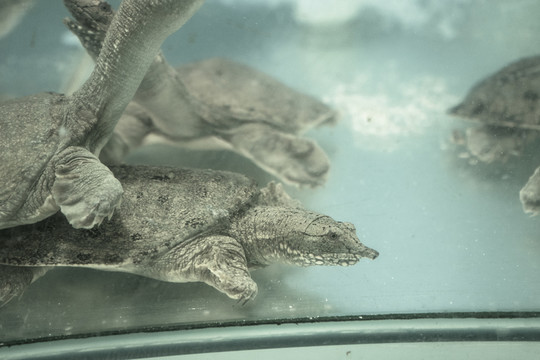 王八 甲魚(yú) 鱉