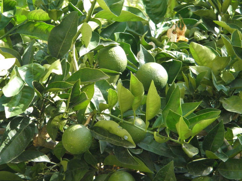 橘子樹