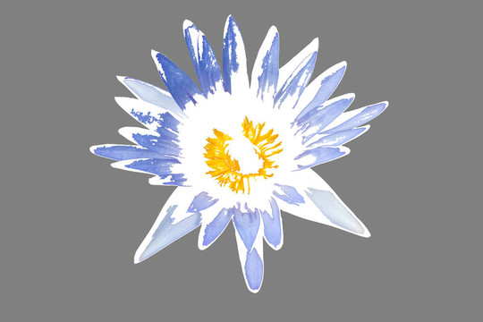 蓮花