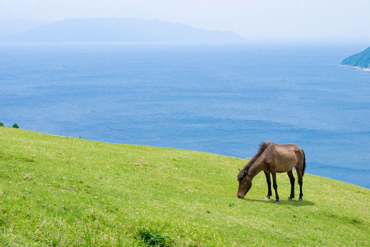 一匹野馬