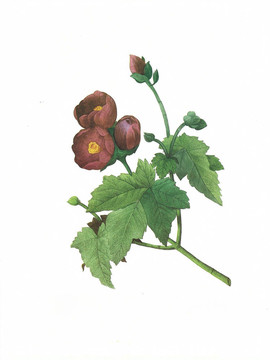 花古董插圖錦葵