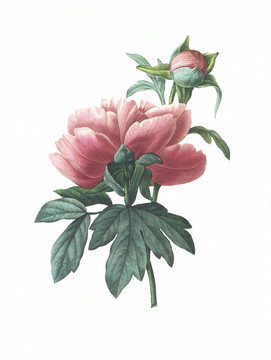 花古董插圖Peonia