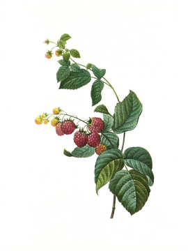 花framboisier古董插圖