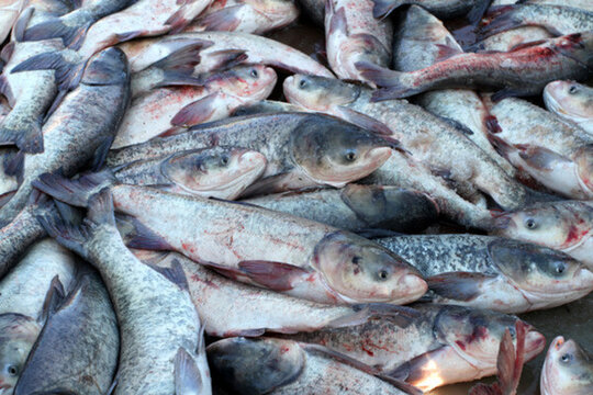 冬捕 捕魚 TIF格式