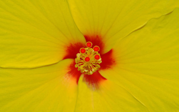 芙蓉花冠和雄蕊和雌蕊特寫