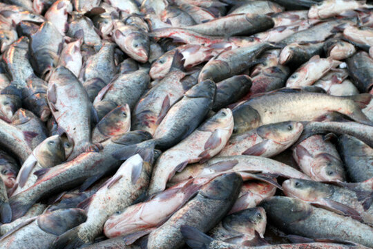 冬捕 捕魚 TIF格式 打凍網