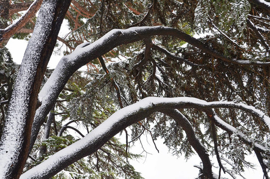 利巴嫩的雪松在雪下樹枝
