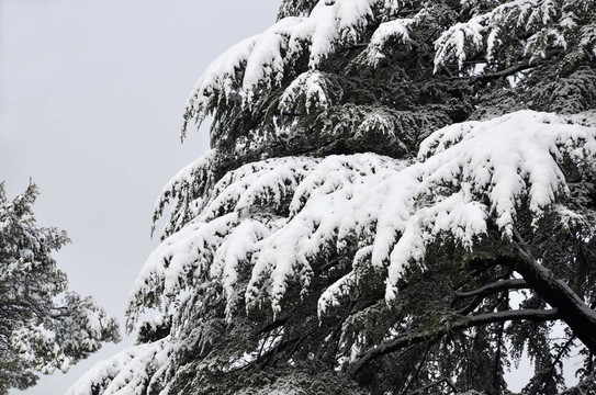 雪下利巴嫩的雪松