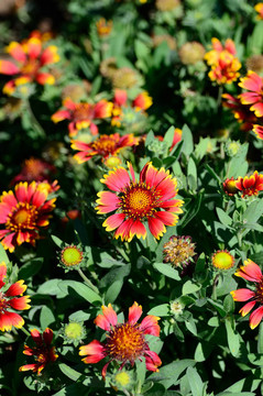 Gaillardia pulchella。
