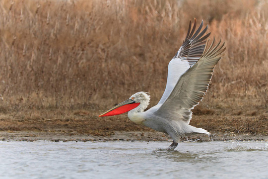 Dalmatian Pelican（Pelecanus crispus）